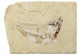 Cretaceous Fossil Fish (Scombroclupea?) - Lebanon #251421-1